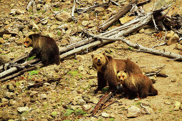 Grizzly Bear. Bears Art Print featuring the photograph The Three Bears by Greg Norrell
