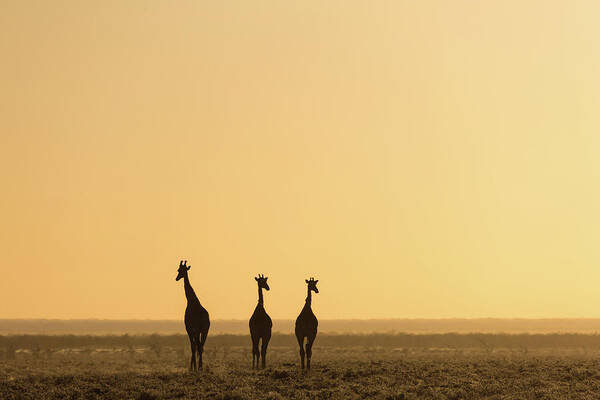 Africa Art Print featuring the photograph The three Caballeros by Francesco Riccardo Iacomino