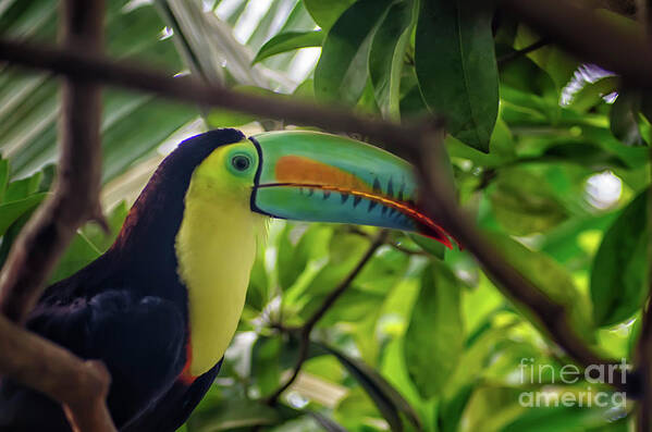 Michelle Meenawong Art Print featuring the photograph The Toucan by Michelle Meenawong