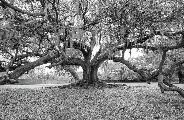New Orleans Art Print featuring the photograph The Tree of Life monochrome by Steve Harrington