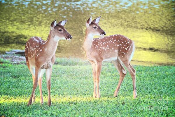 Deer Art Print featuring the photograph The Twins by Geraldine DeBoer