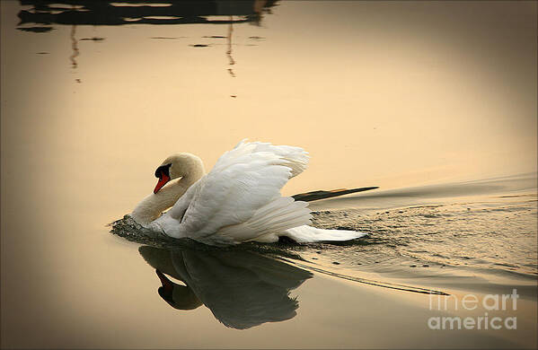 Swan Art Print featuring the photograph The Ugly Duckling by Eena Bo