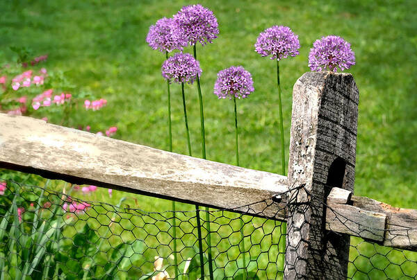 Flowers Art Print featuring the photograph The Wired Fence by Diana Angstadt