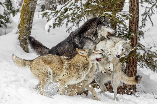 The Wolf Pack Art Print featuring the photograph The Wolf Pack by Wes and Dotty Weber