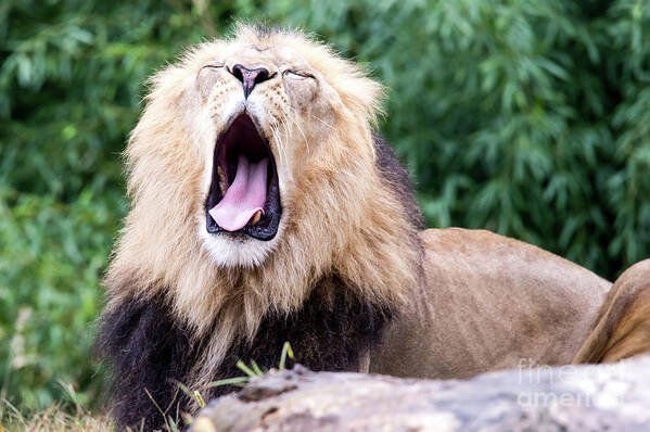 Male Lion Art Print featuring the photograph The Yawn by Ed Taylor
