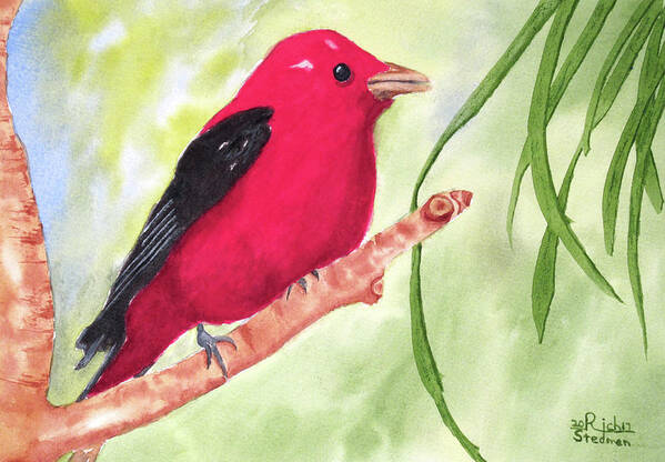 Red Art Print featuring the painting Theodore Tanager by Richard Stedman