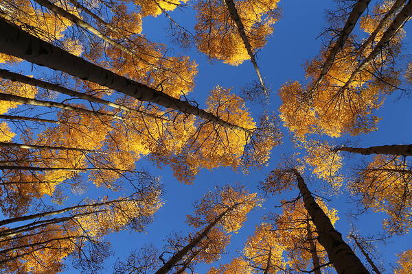 Aspen Foliage Art Print featuring the photograph There is Gold Above by Tammy Pool