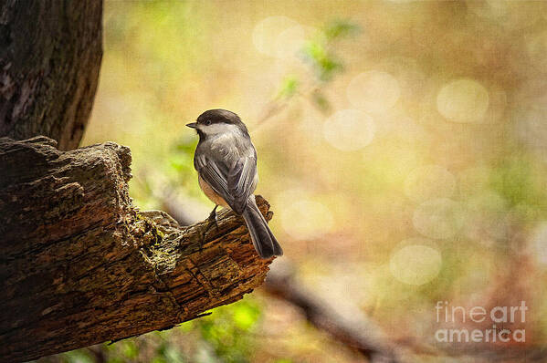 Bird Art Print featuring the photograph Thinking of Spring by Lois Bryan