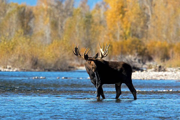 Moose Art Print featuring the photograph Thirst Quenching by Shari Sommerfeld