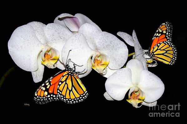  Art Print featuring the photograph Thirsty Butterflies by Patrick Witz