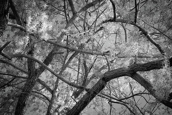 Branches Art Print featuring the photograph Those Branches - by Julie Weber