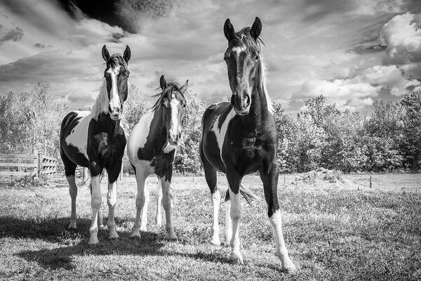 Horses Art Print featuring the photograph Three Amigos by Holly Ross