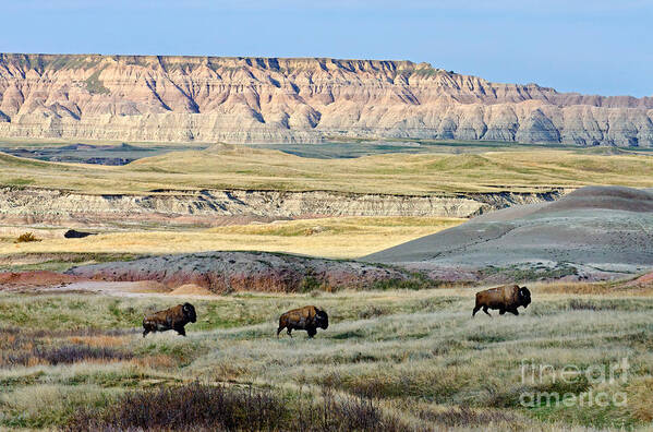 American Bison Art Print featuring the photograph Three Bison Bulls by Tom & Pat Leeson
