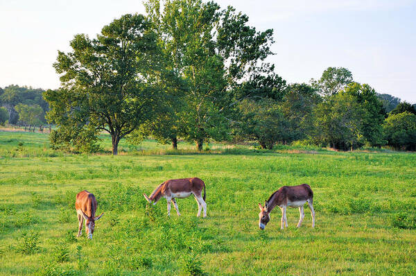 Animals Art Print featuring the photograph Three Jacks by Jan Amiss Photography