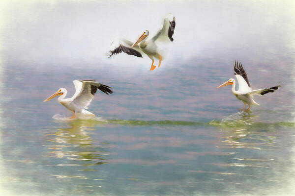 Water Art Print featuring the photograph Three Pelicans by James BO Insogna