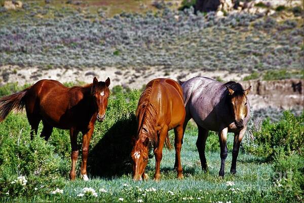 Horses Art Print featuring the photograph Three Together by Merle Grenz
