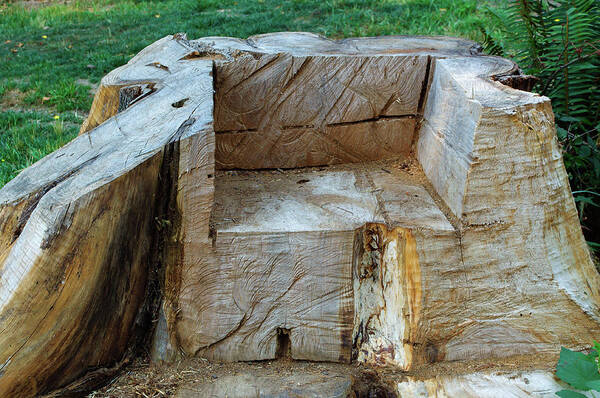 Tree Trunk Art Print featuring the photograph Throne of the Forest King by Tikvah's Hope