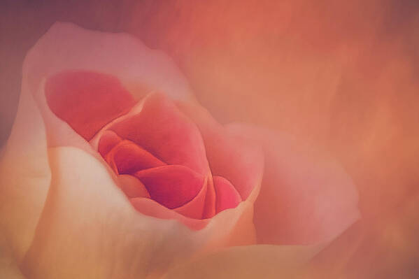 Rose Art Print featuring the photograph Through A Dream by Elvira Pinkhas