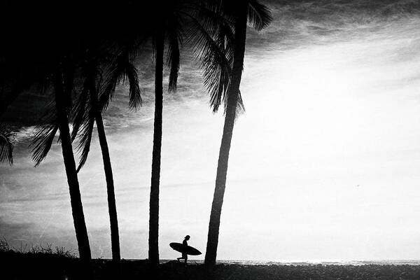 Surfing Art Print featuring the photograph Ticla Palms by Nik West