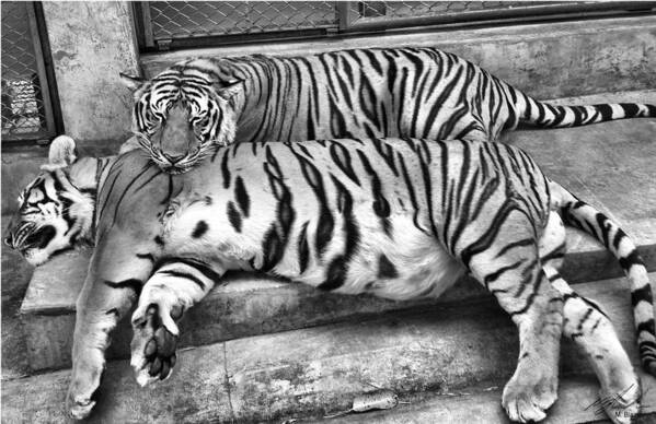 Tiger Art Print featuring the photograph Tiger Black And White by Michael Blaine