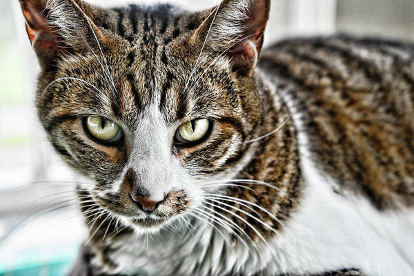 Cat Art Print featuring the photograph Tiger Inside by Sharon Popek