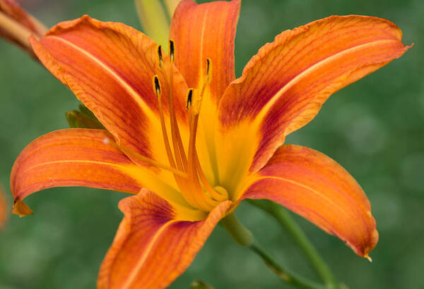 Daylily Art Print featuring the photograph Daylily by Holden The Moment