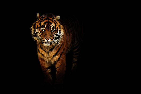 Contemporary Art Print featuring the photograph Tiger on a black background by Tim Abeln