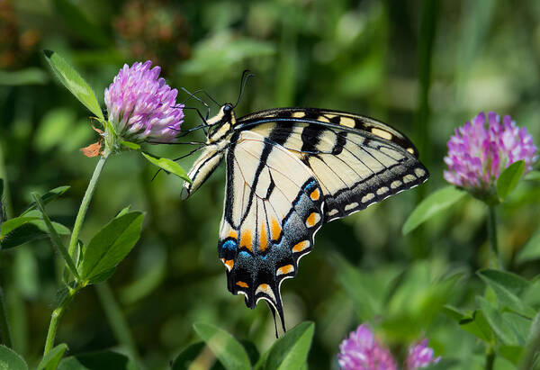 Tiger Swallowtail Butterfly Art Print featuring the photograph Tiger Swallowtail Butterfly by Holden The Moment
