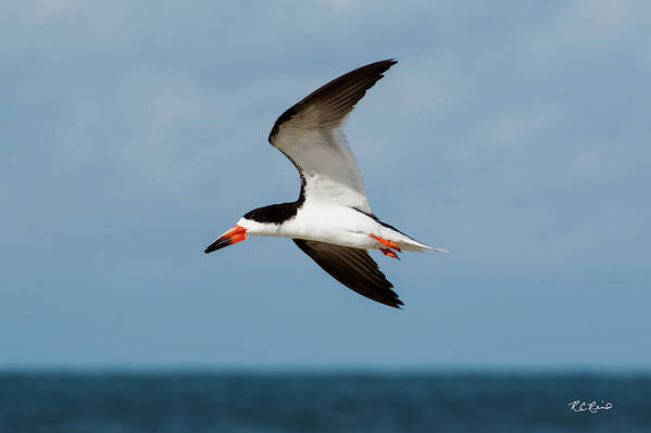 Florida Art Print featuring the photograph Tiger Tail Big Marco Pass - Black Skimmer in Flight by Ronald Reid
