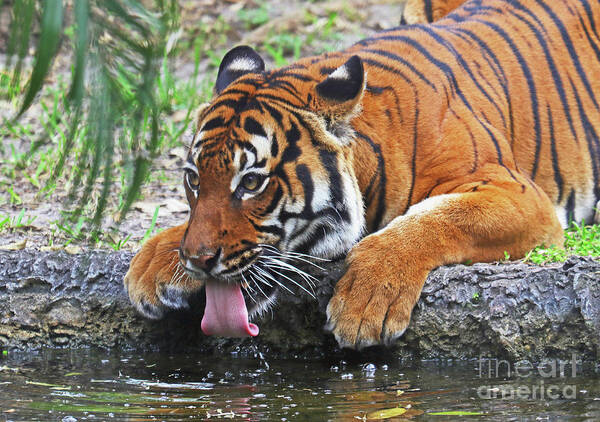 Tiger Art Print featuring the photograph Thirsty Tiger by Larry Nieland