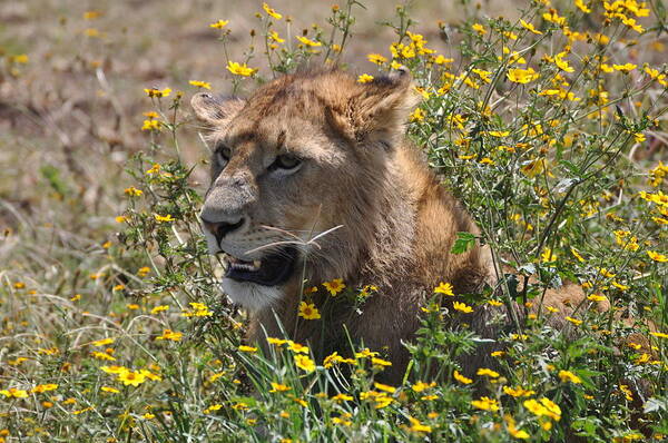 Lion Cub Art Print featuring the photograph Time to Eat by Joe Burns