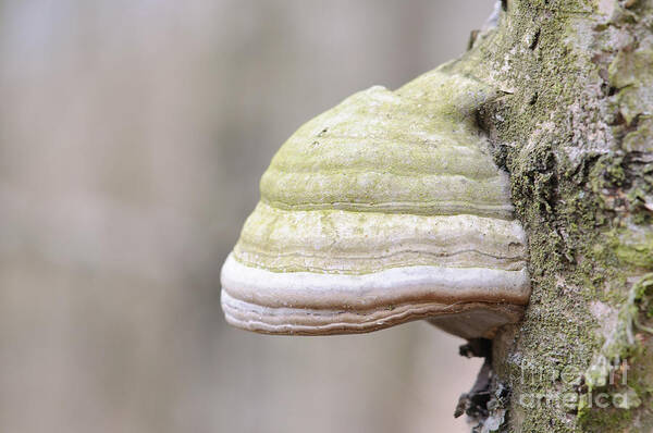 Tinder Fungus Art Print featuring the photograph Tinder Fungus On Birch by Dr. Rainer Herzog