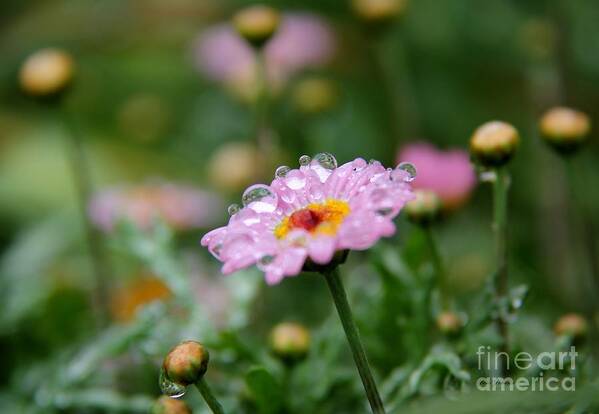 Droplets Art Print featuring the photograph Tiny Bubbles by Yumi Johnson