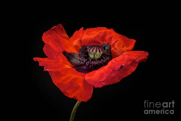Red Oriental Poppy Art Print featuring the photograph Tiny Dancer Poppy by Toni Chanelle Paisley