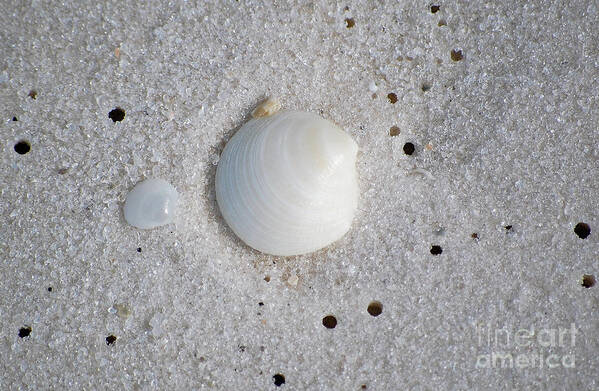 Shell Art Print featuring the photograph Tiny Pastel Sea Shells in Fine Wet Sand Macro by Shawn O'Brien