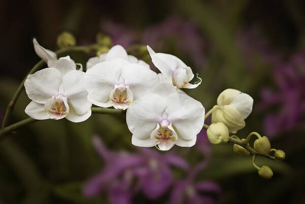 Orchid Art Print featuring the photograph Tiny White Dancers by Jill Love