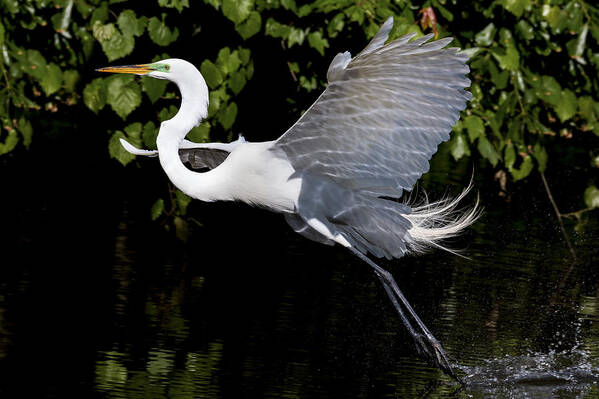 Great Egret Art Print featuring the photograph Toe Draggin' by Jim Miller