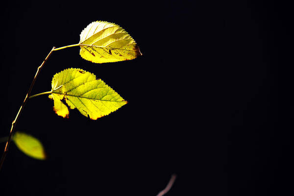 Plant Leaves Art Print featuring the photograph Together in Darkness by Prakash Ghai