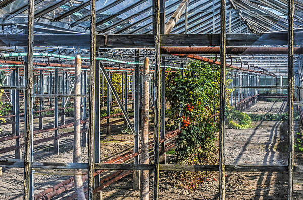 Greenhouse Art Print featuring the photograph Tomatoes and Pumpkins by Frans Blok