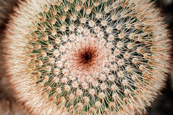 Cactus Art Print featuring the photograph Top of Cactus by Don Johnson