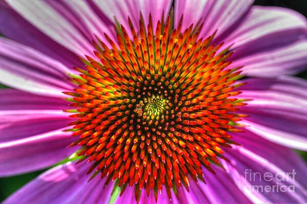 Pink Coneflower Art Print featuring the photograph Top Of The Coneflower by Michael Eingle