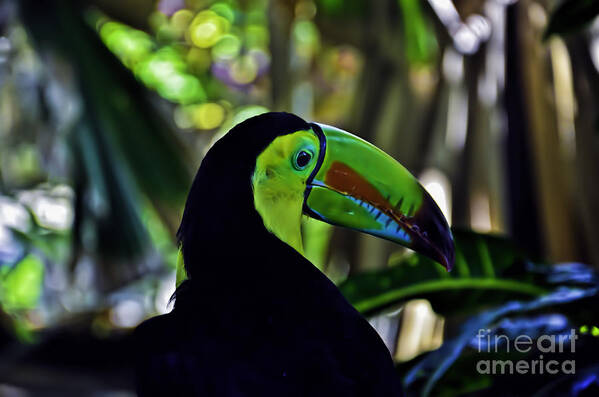 Toucan Art Print featuring the photograph Toucan by PatriZio M Busnel