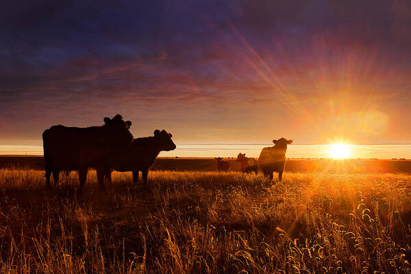 Cattle Art Print featuring the photograph Tranquil by Thomas Zimmerman