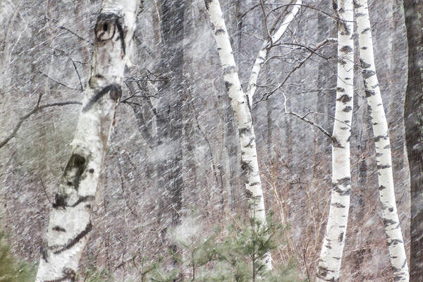 Birch Trees Art Print featuring the photograph Transition, Spring Squall 3 - by Julie Weber