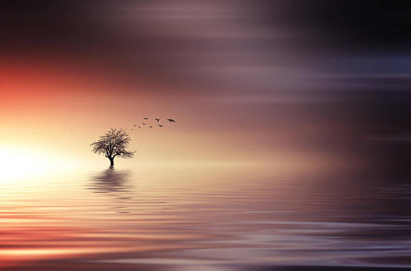 Sunlight Art Print featuring the photograph Tree and birds on lake sunset by Bess Hamiti