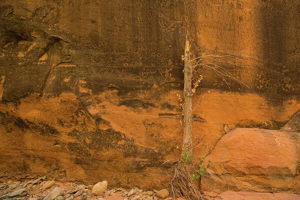 Coyote Gulch Art Print featuring the photograph Tree and sandstone by Kunal Mehra