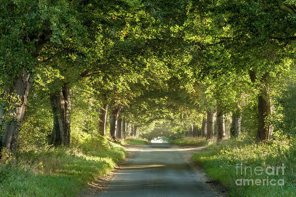 Landscape Art Print featuring the photograph Tree arches over a country lane by Simon Bratt