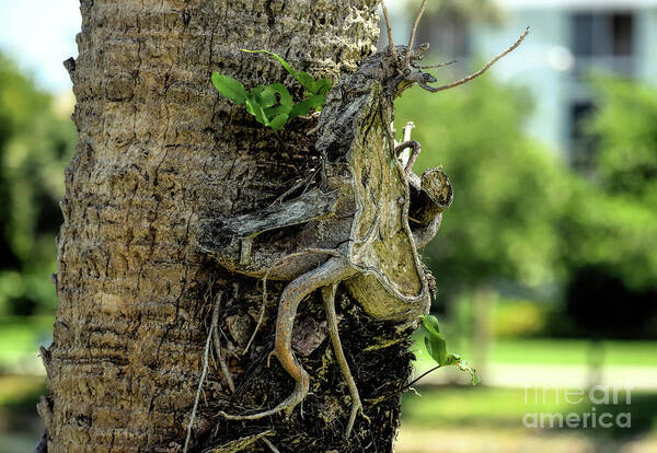 Tree Creature Art Print featuring the photograph Tree Creature by William Tasker