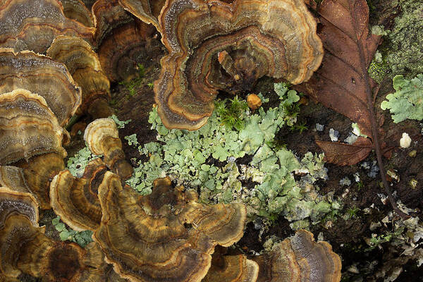 Fungus Art Print featuring the photograph Tree Fungus by Mike Eingle