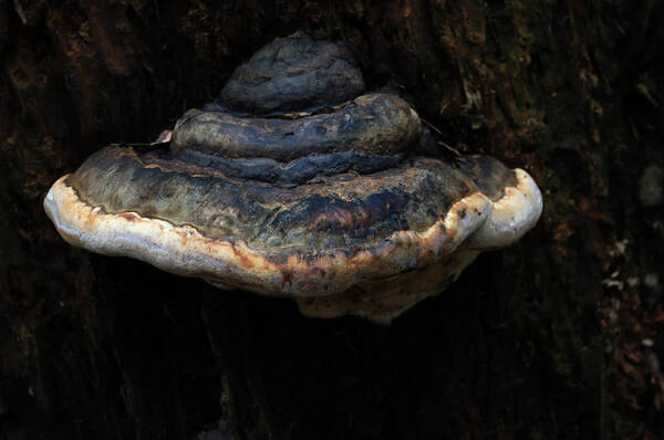 Fungus Art Print featuring the photograph Tree Fungus by Tikvah's Hope